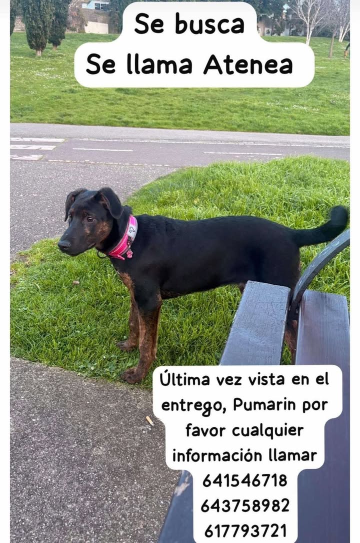 El Delfin