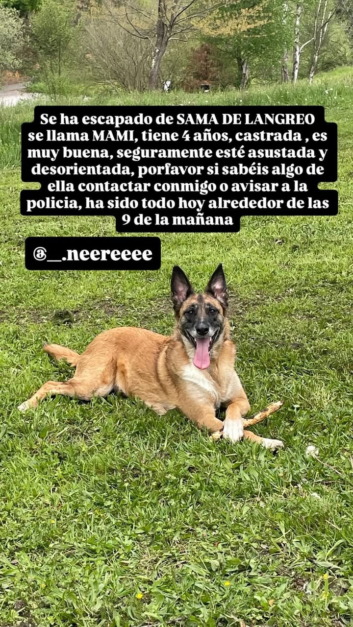 El Delfin